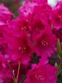 Rhododendron August Lamken-1 Różanecznik